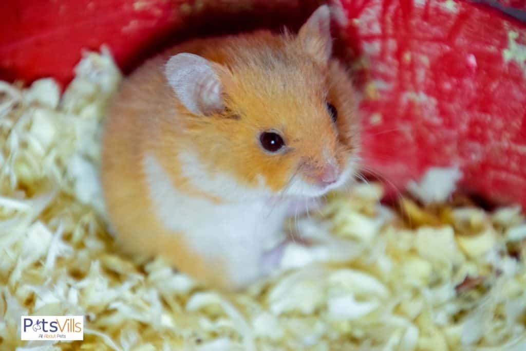 a hamster with hypoallergenic hamster bedding in cage