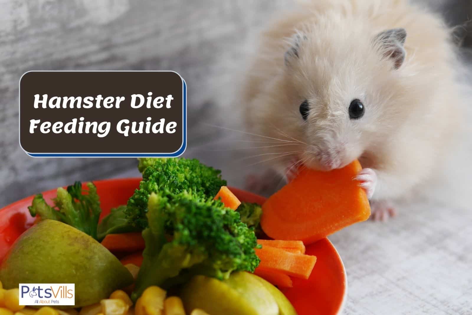 What Not to Do With Hamsters: A Comprehensive Guide