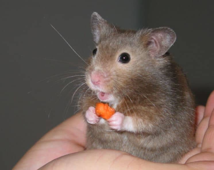 a hamster eating carrot