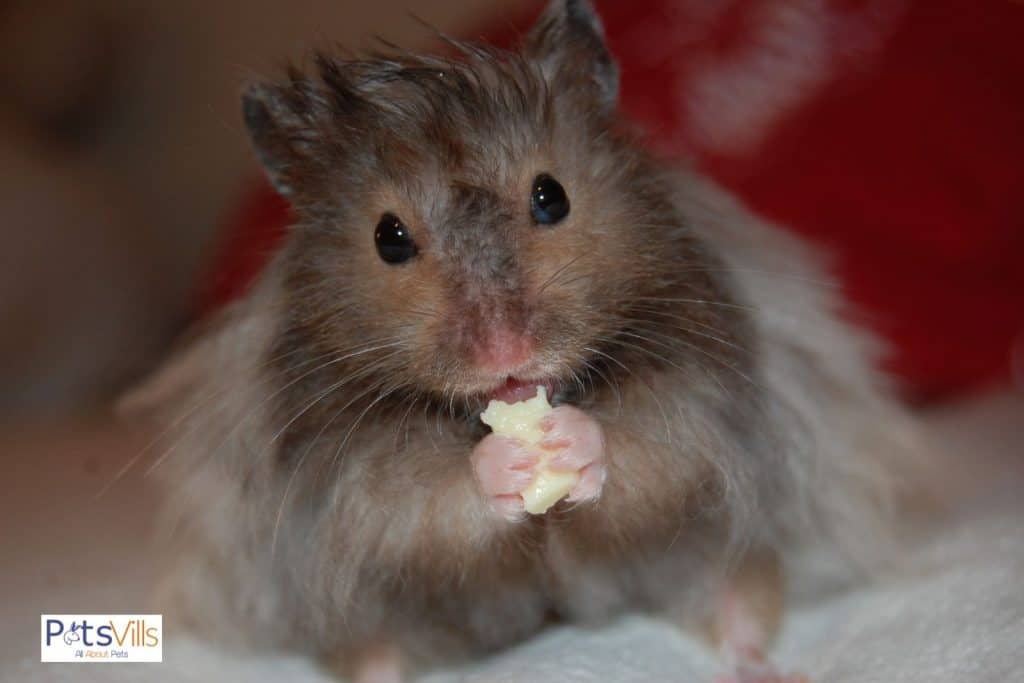 a hamster eating cheese
