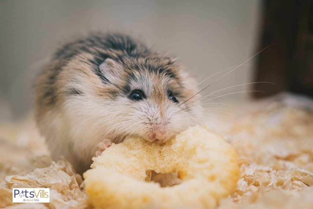 a hamster eating donut, can hamsters eat cucumber
