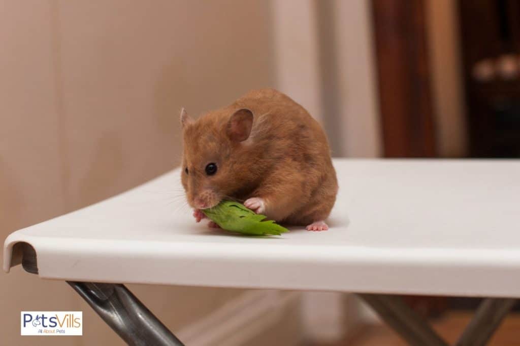 a hamster eating leaf