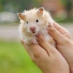 a hamster in hand, thinks to look for before buying a hamster