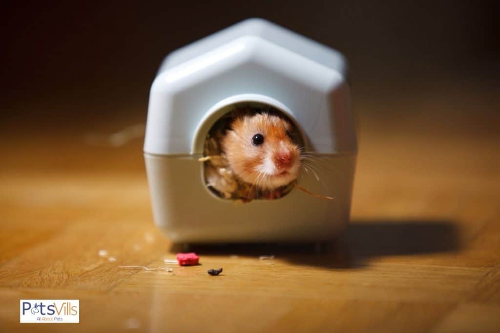 a hamster trying to sleep in hideout