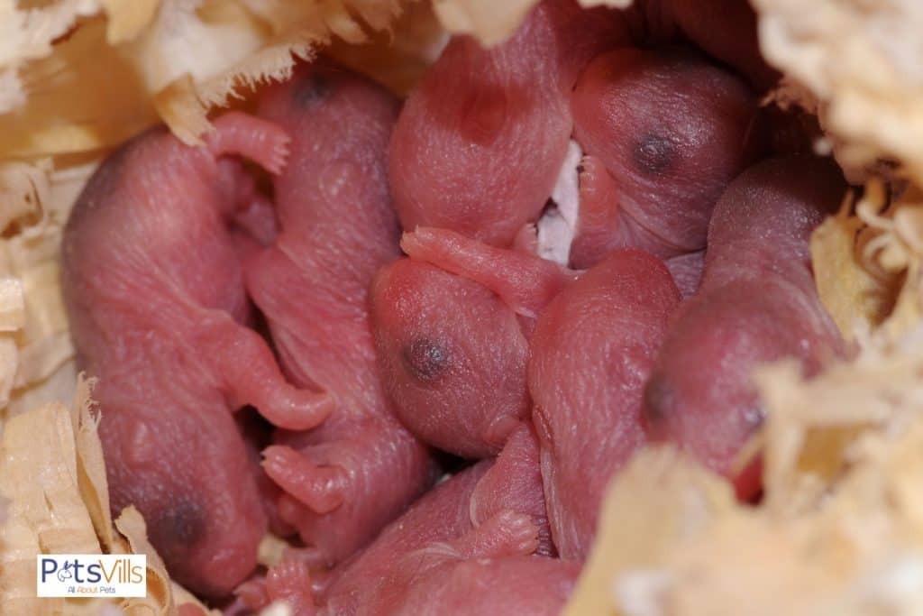 a hamster new born babies