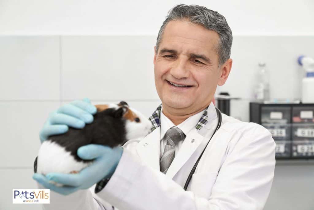 a hamster at checkup for teeth