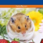 a hamster with strawberries in front of him, can hamsters eat strawberries