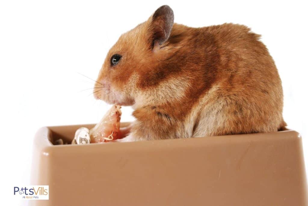 a hamster eating food