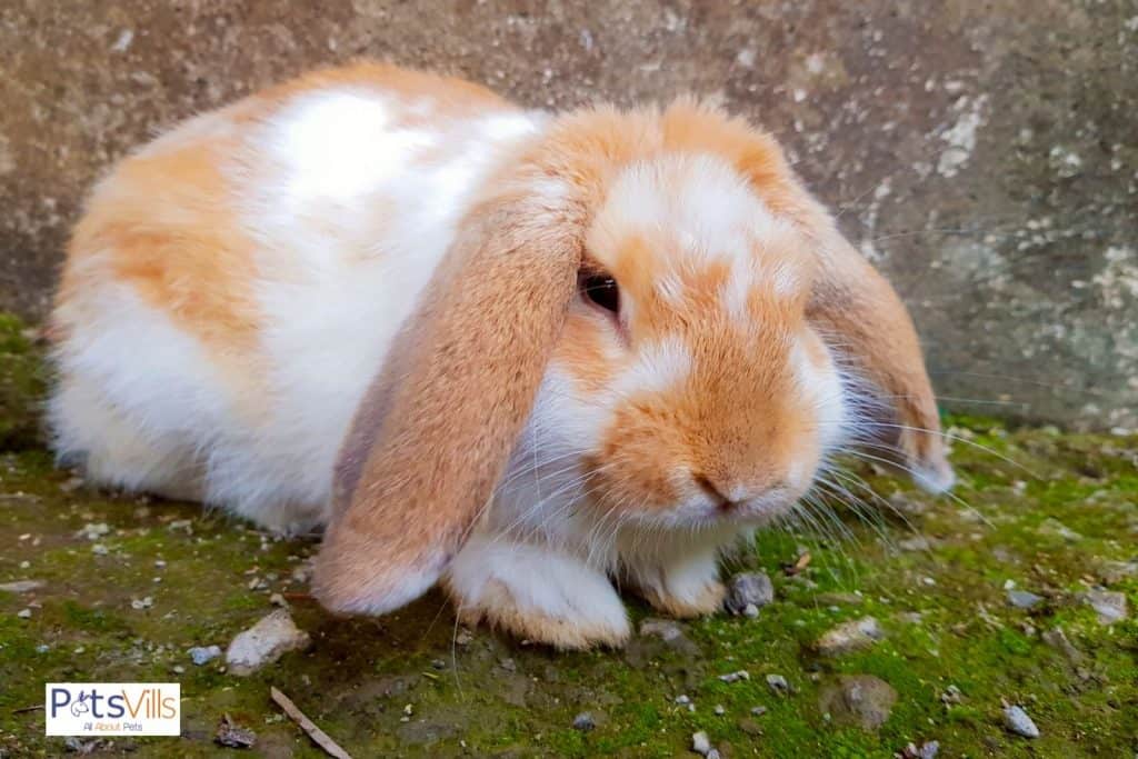 english lop rabbit in cold