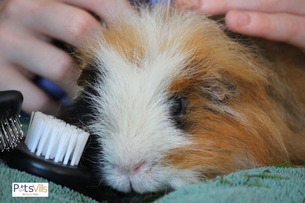 an owner taking care of his peruvian guinea pig