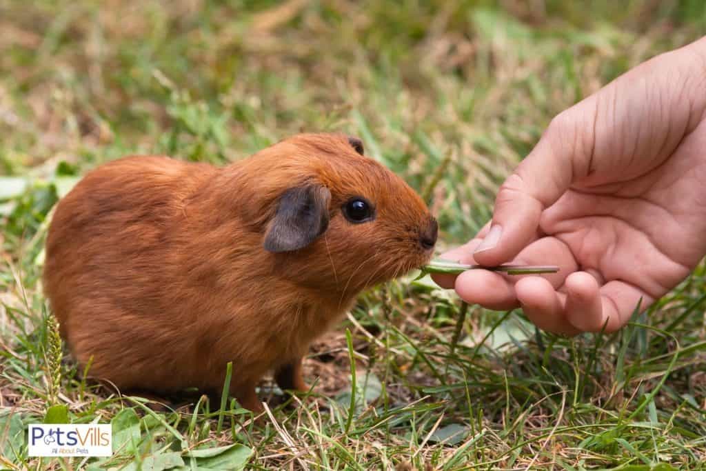 an american guinea pig eating hay