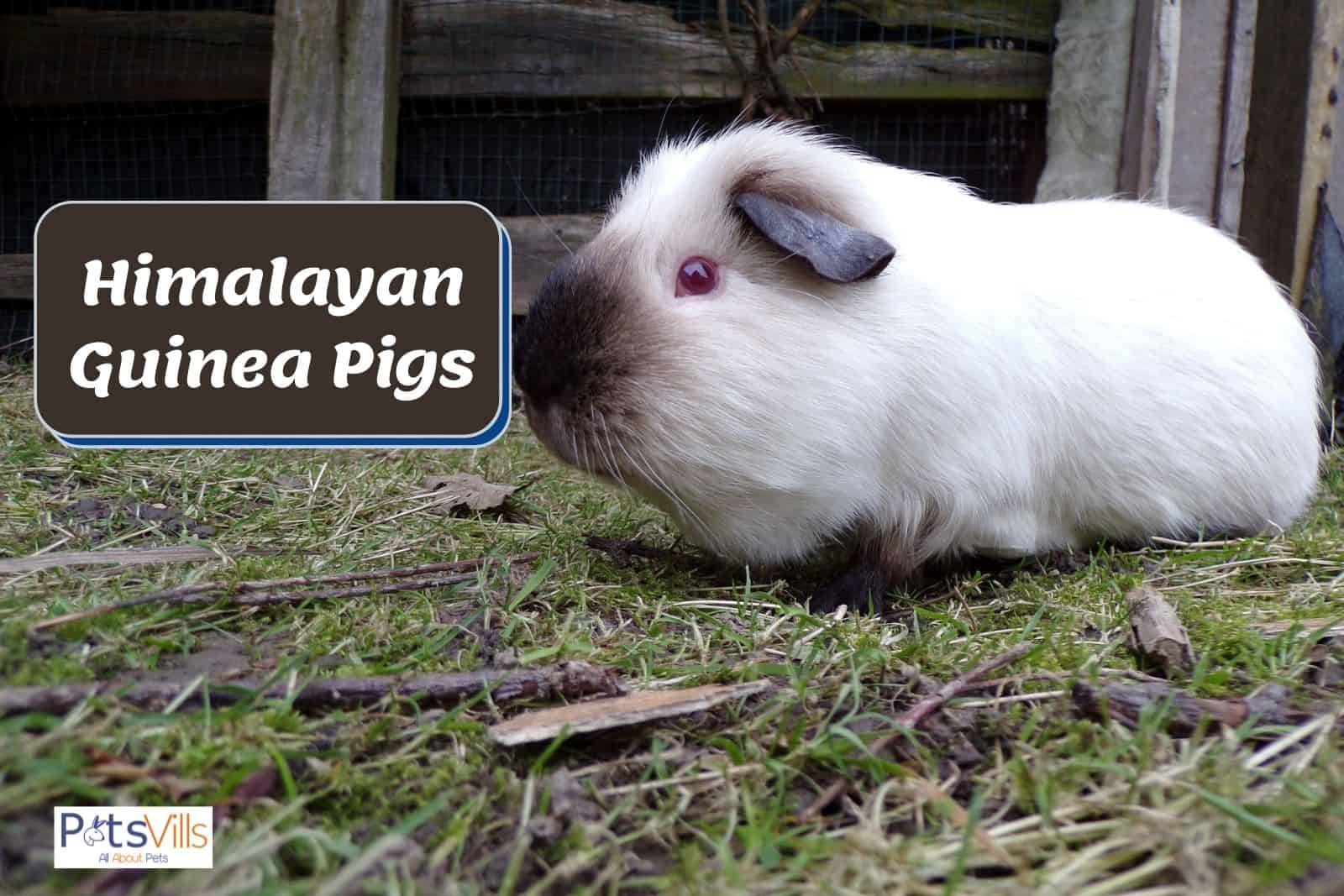 a himalayan guinea pig