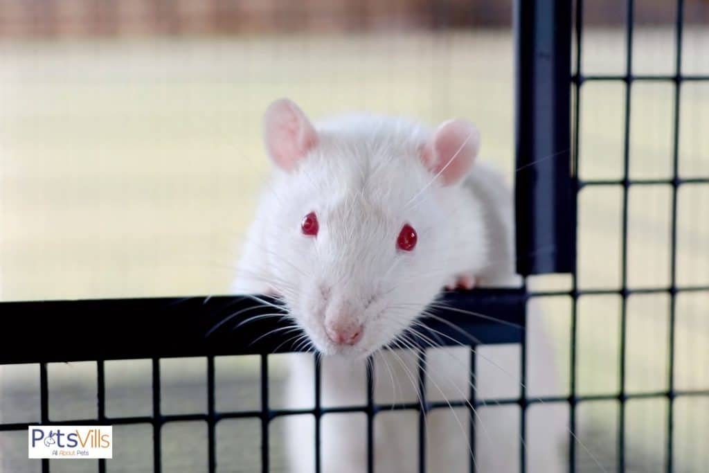 albino rat climbing on a cage