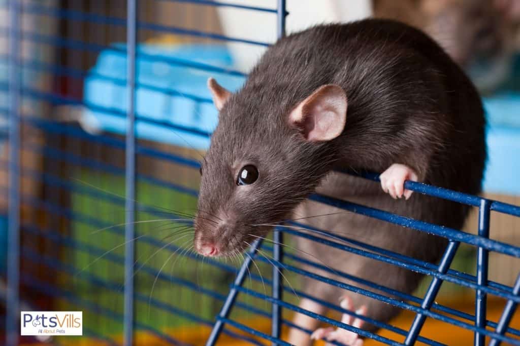a dumbo rat climbing on a cage