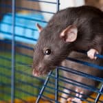 a dumbo rat climbing on a rat