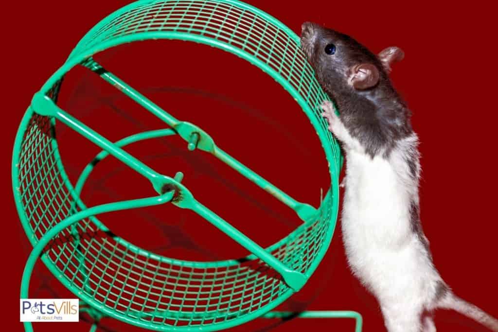 fancy rat playing with wheel