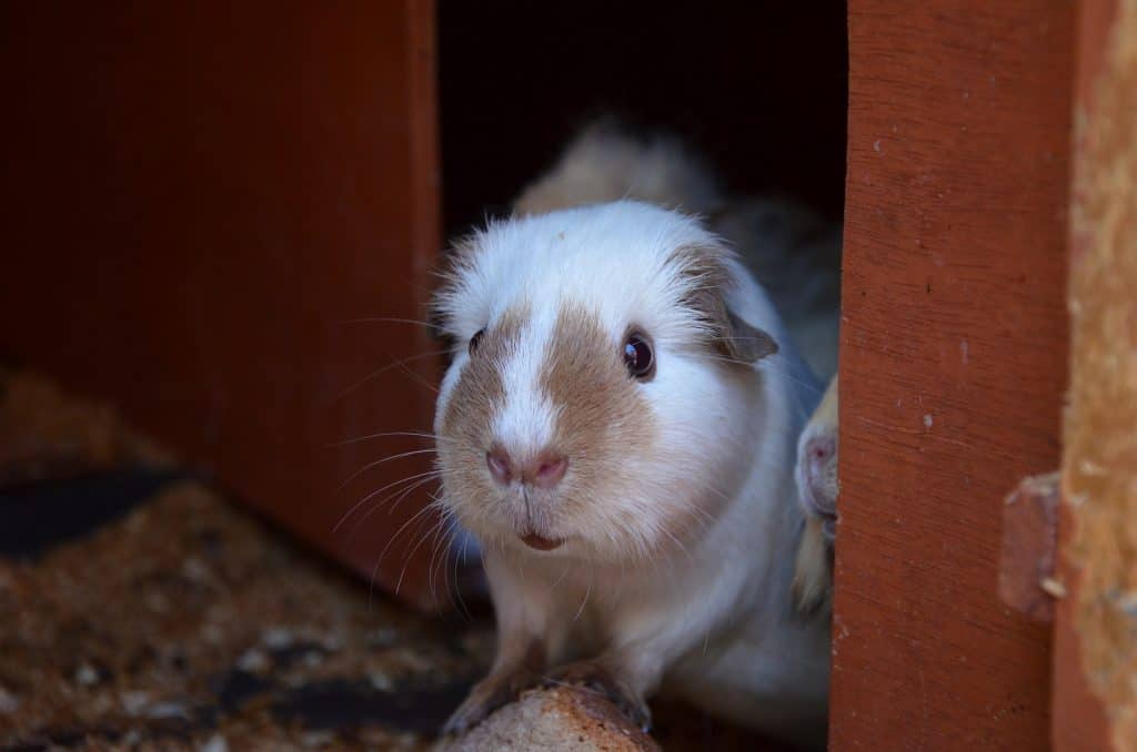 a himalayan guinea pig