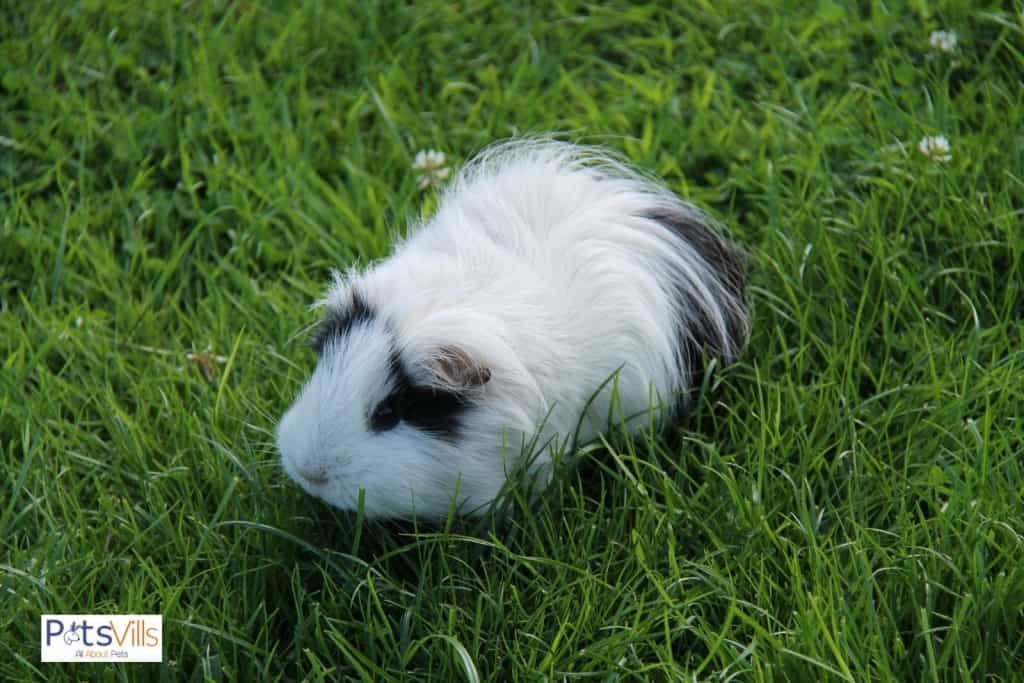 a cute and active peruvian guinea pig