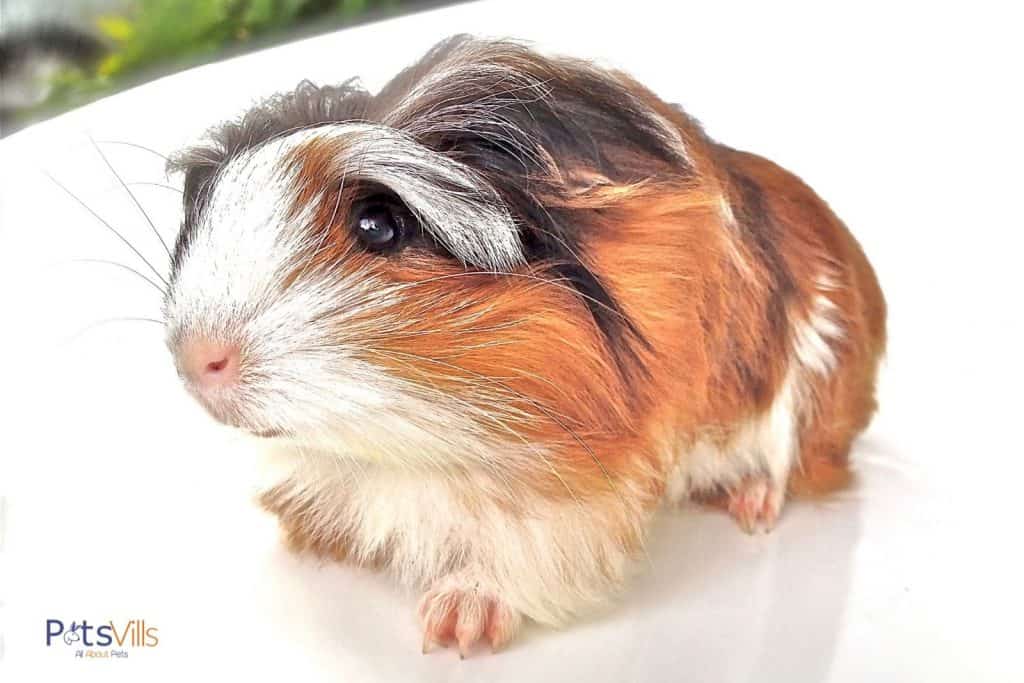 a cute and tiny silkie guinea pig