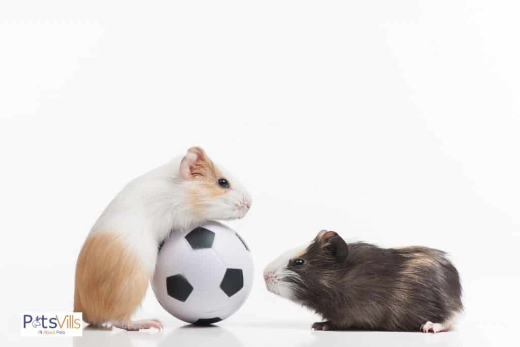 hamsters trying to communicate with each other, do hamsters make noise at all?