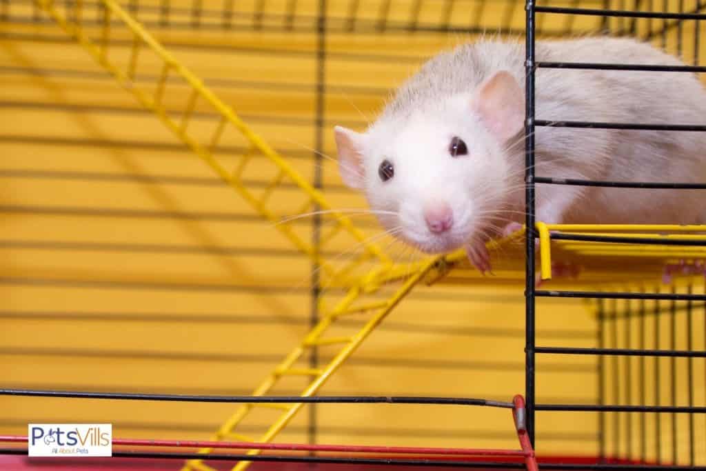 a dumbo rat in a cage