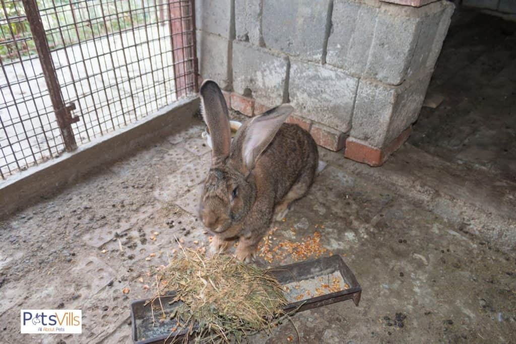 flemish giant rabbit in cage