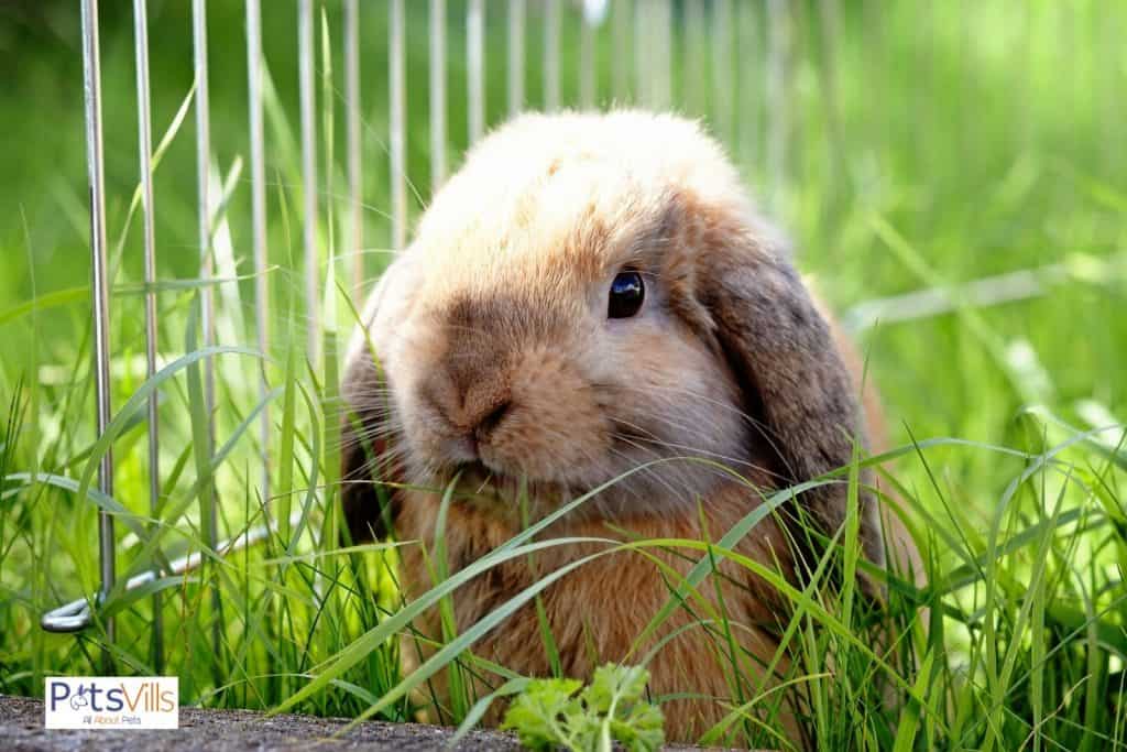 a french lop rabbit