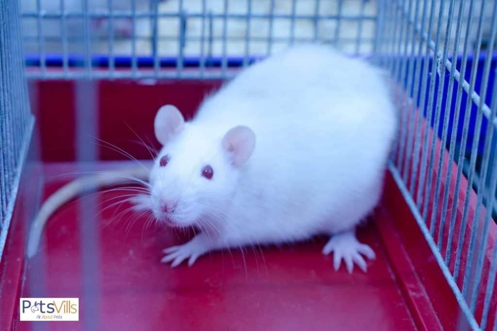 albino rat in a cage