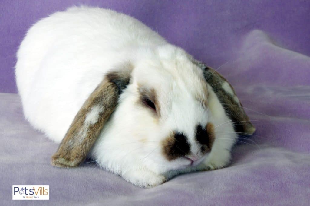 a white american fuzzy lop rabbits