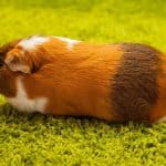 an american guinea pig in a park