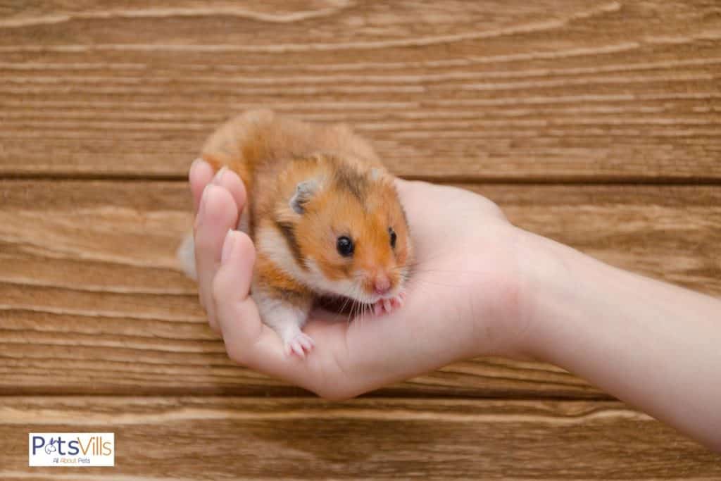 hamster feeling relax talking with his owner