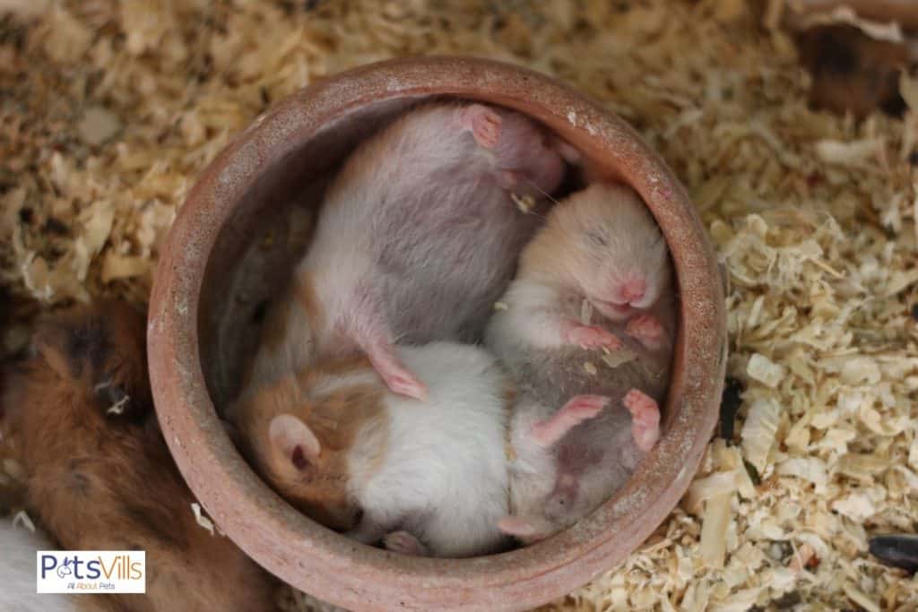 a pair of hamsters is sleeping, do hamsters hibernate oftern?
