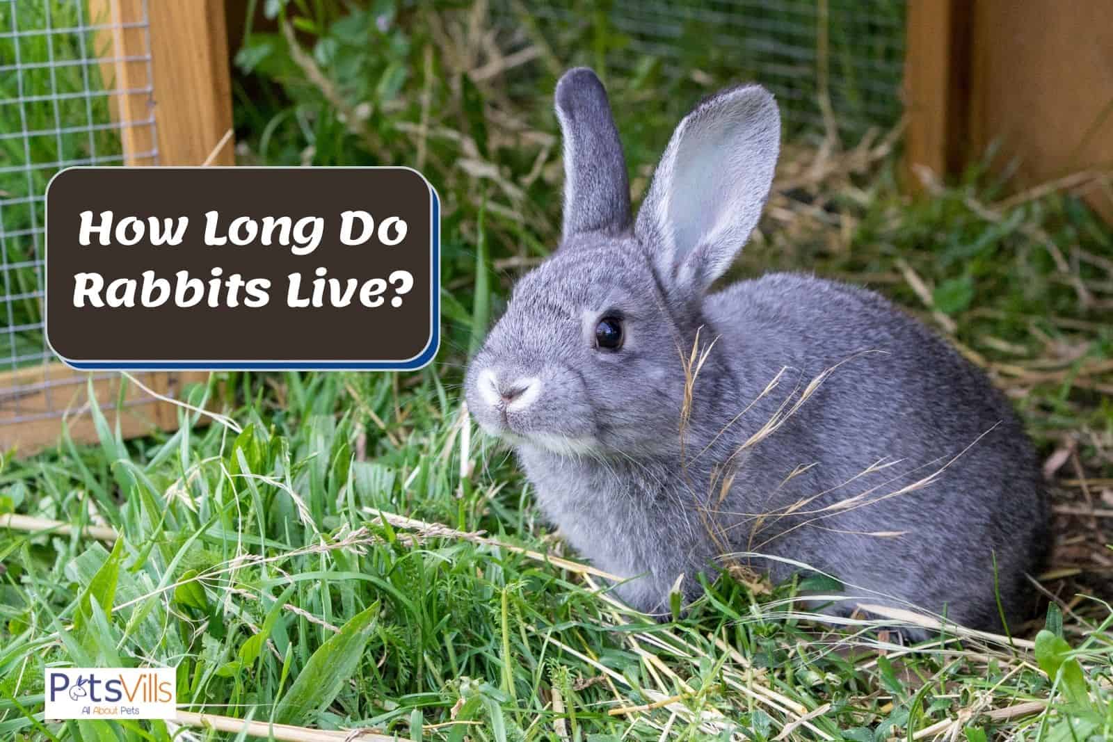 a rabbit, what is rabbits life expectancy