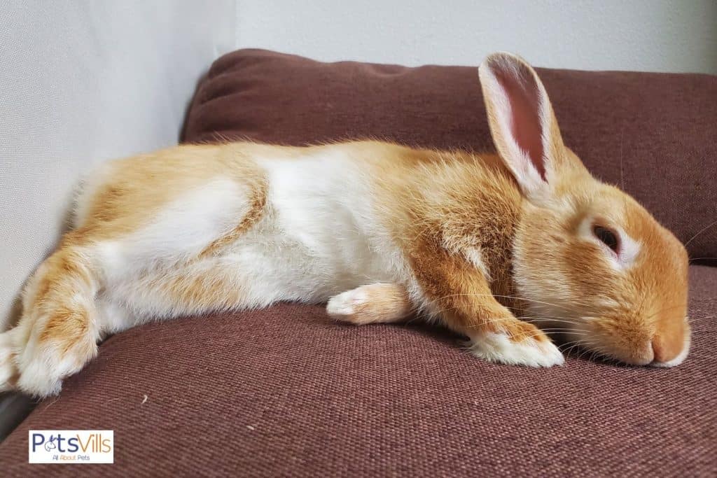 a rabbit is sleeping