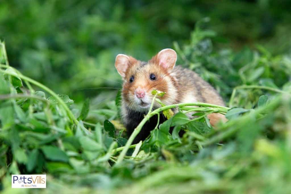 a hamster in wild, what do hamsters eat in the wild