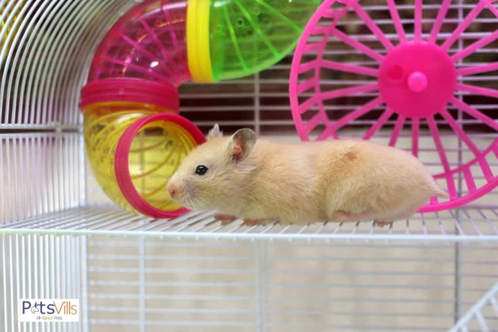 hamster in a cage  playing with toy