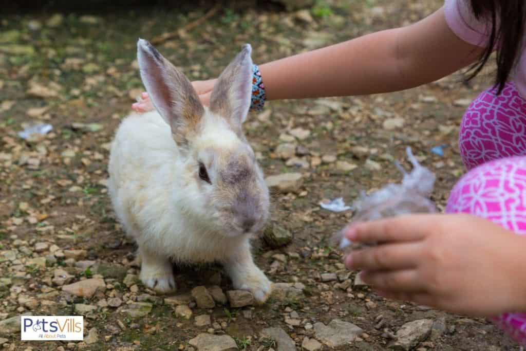 am owner playing with rabbit