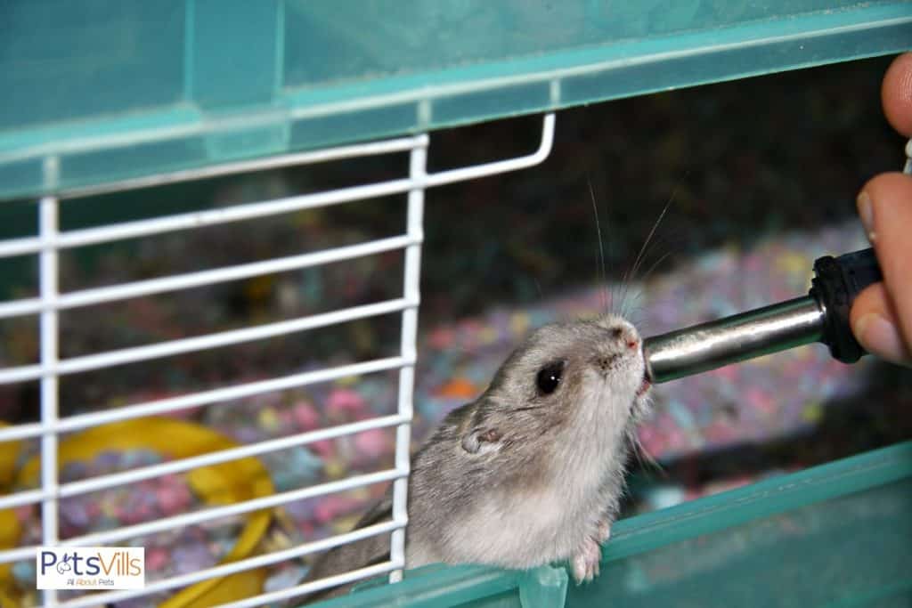 a hamster drinking water in cage, how to clean hamsters cage
