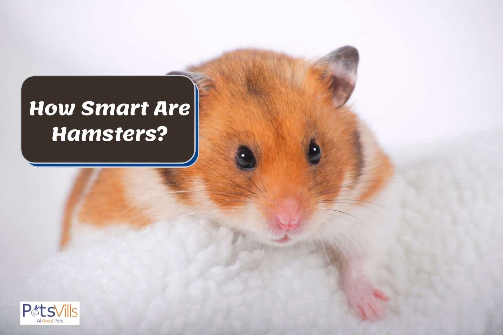 a cute hamster, how smart are hamsters