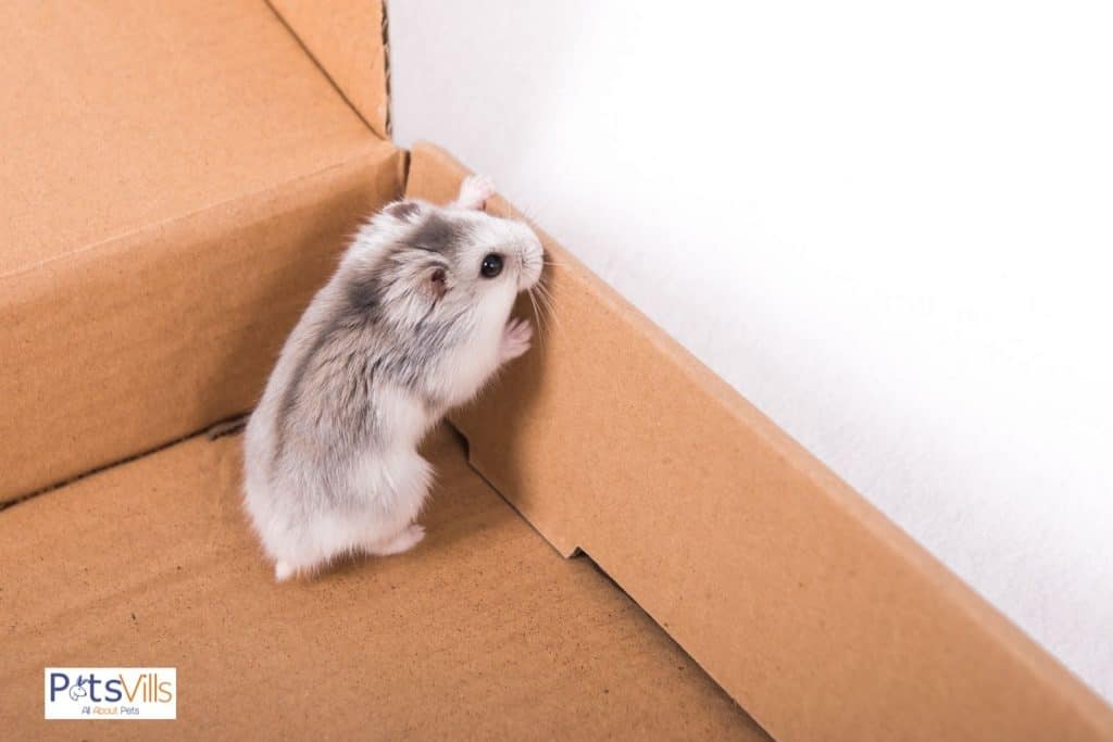 a hamster trying to bite on cardboard, can hamsters chew on cardboard