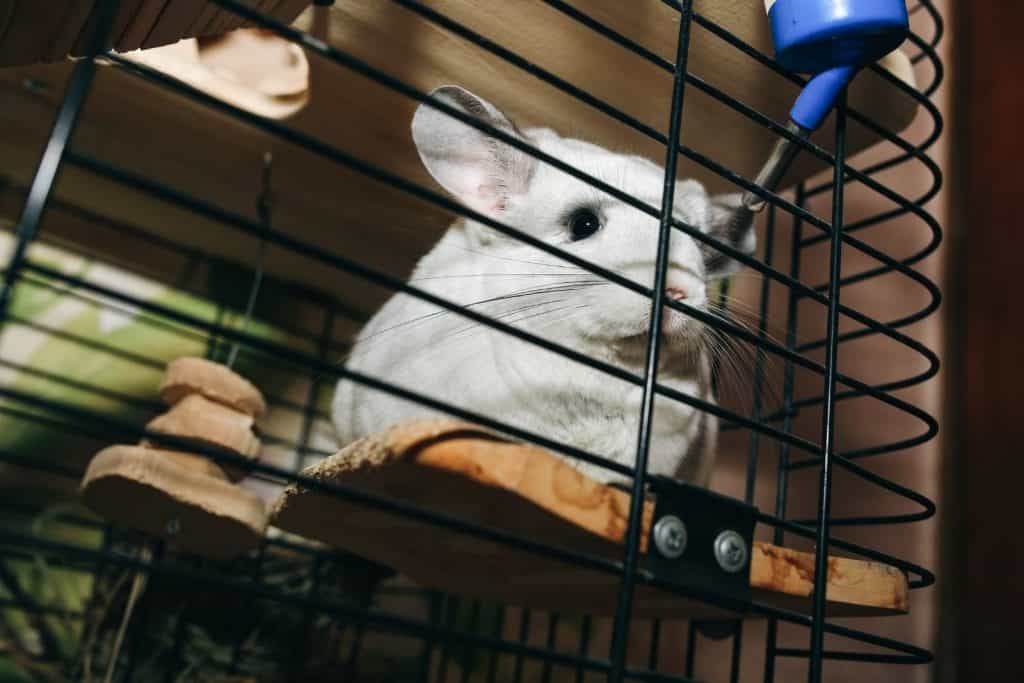 a chinchilla in cage, can chinchillas get wet