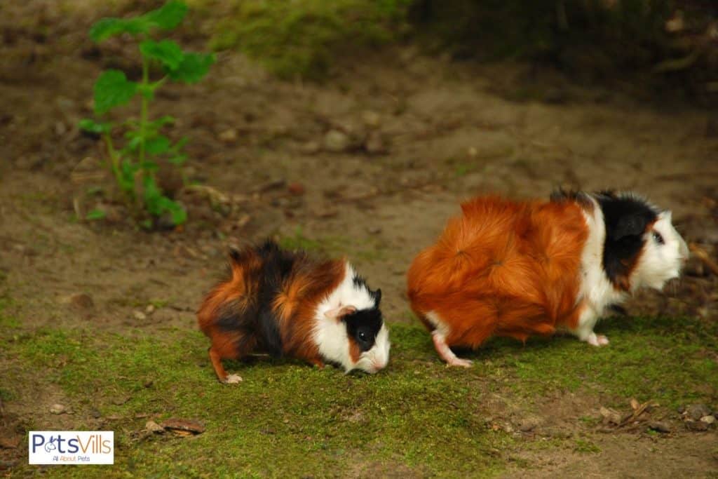 Abyssinian Guinea Pigs outisde form the cage to play