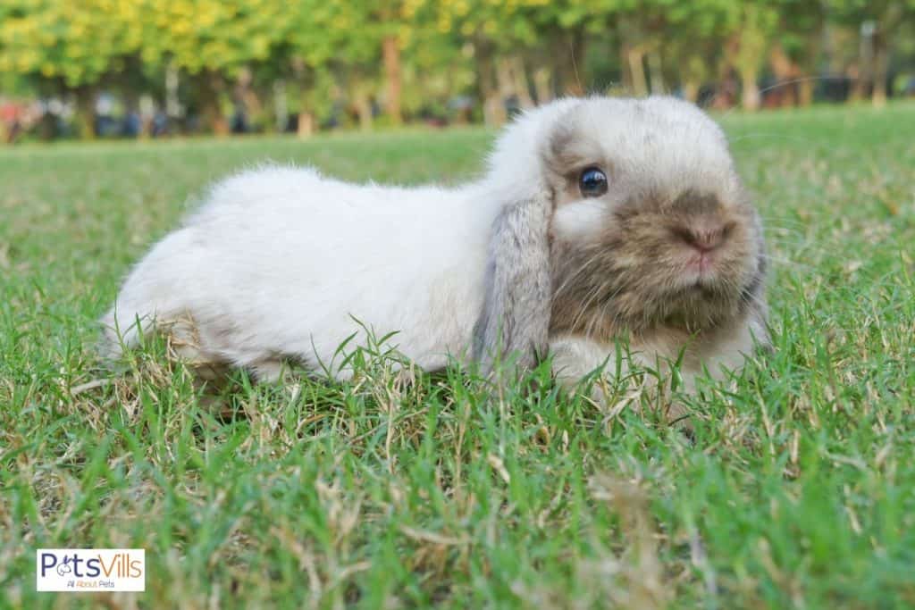 english lops rabbit in park
