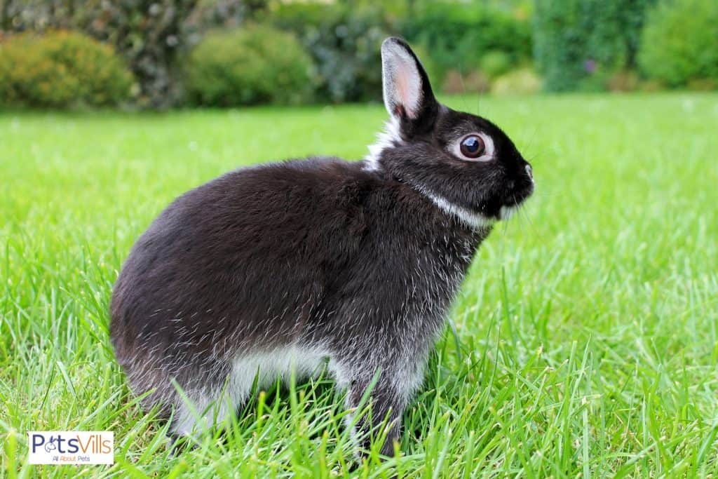 a netherland dwarf rabbit