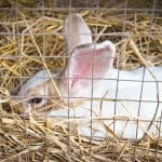 a rabbit in a cage with deep bedding