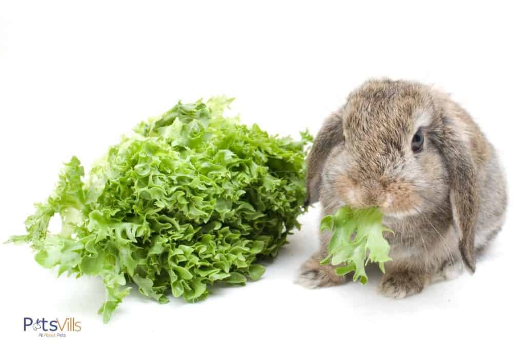 a rabbit eating leaf