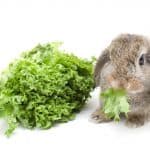 a rabbit eating leaf