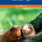 friendly guinea pigs, an interesting facts about guinea pig