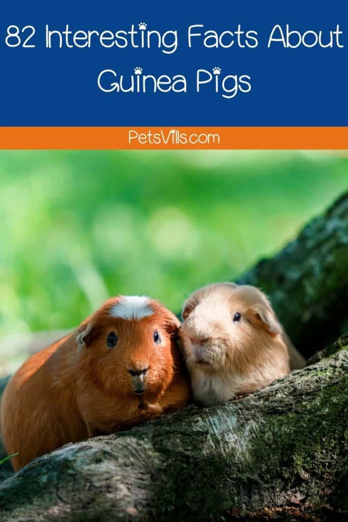 friendly guinea pigs, an interesting facts about guinea pigs