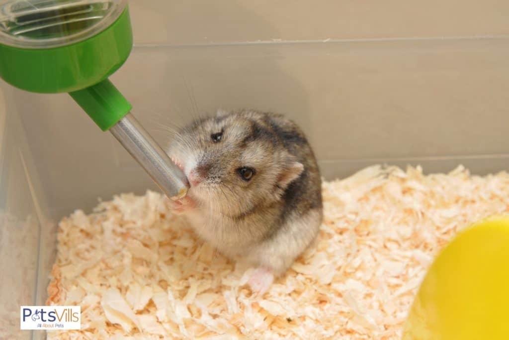 a chinesedwarf hamster drinking water